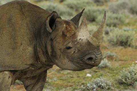 Black rhinoceros