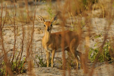 Steenbok