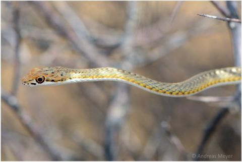 Karoo Sand Snake