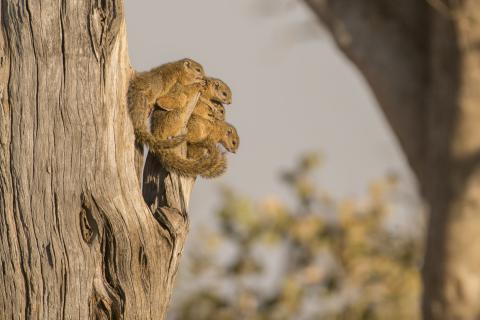 Tree squirrel