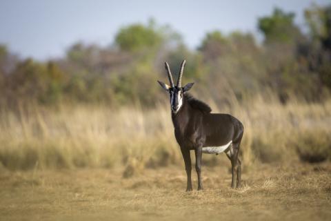 Sable
