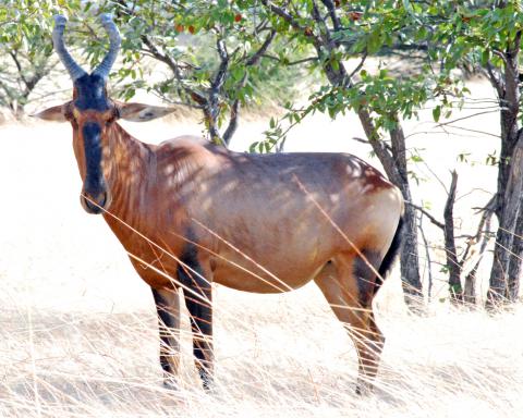 Red hartebeest