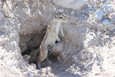 Cape ground squirrel