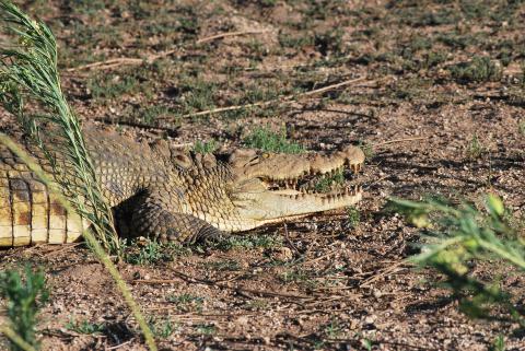 Crocodile, Nile