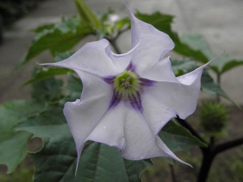 Datura stramonium