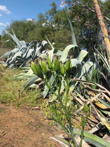 Agave americana