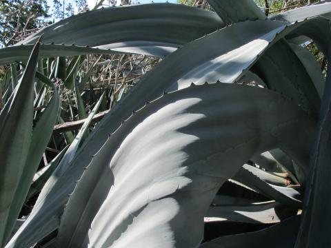 Agave americana