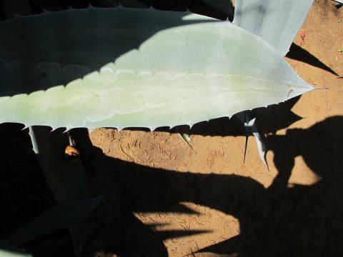 Agave americana