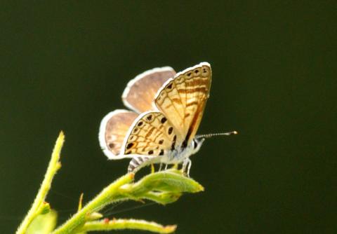 Azanus jesous