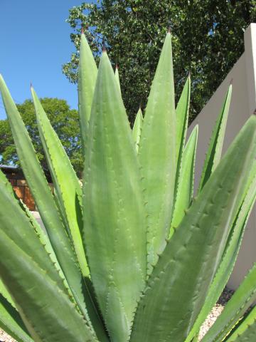 Agave sisalana