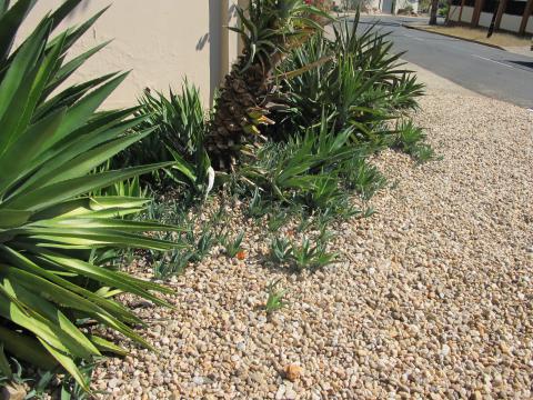 Agave sisalana
