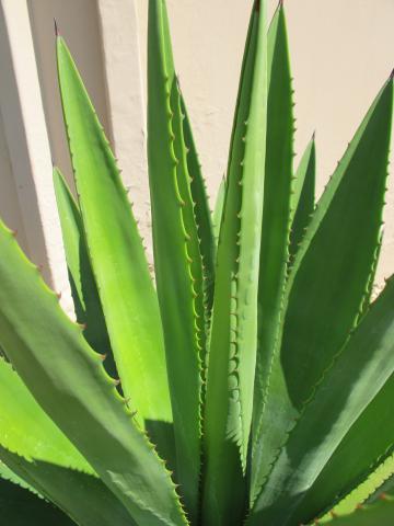 Agave sisalana