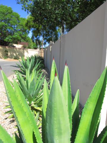 Agave sisalana