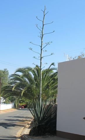 Agave sisalana