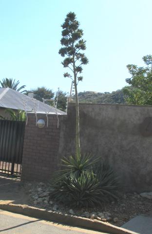 Agave sisalana