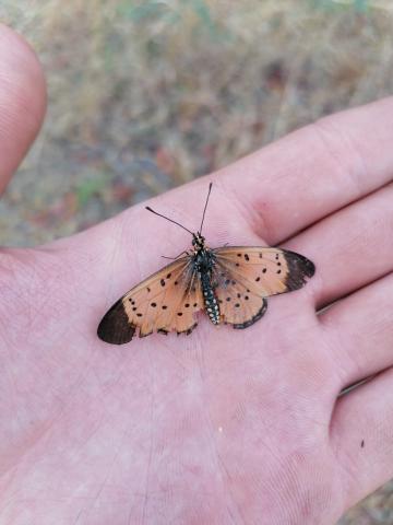 Acraea caldarena