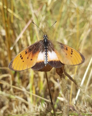 Acraea lygus