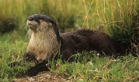 Cape Clawless Otter