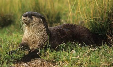 African Clawless Otter