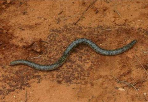 Schlegel's Beaked Blind Snake