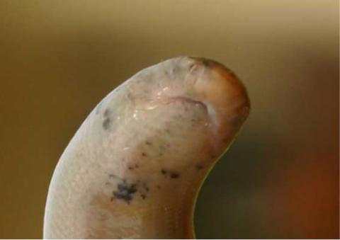 Schlegel's Beaked Blind Snake