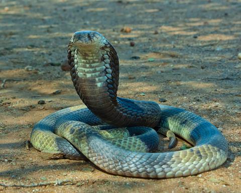 Anchieta's Cobra