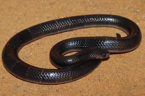 Angolan Garter Snake
