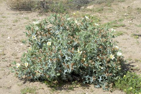 Argemone ochroleuca/A. subfusiformis