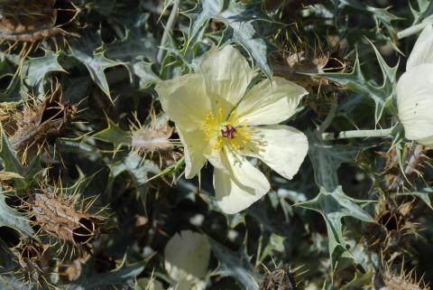 Argemone ochroleuca/A. subfusiformis