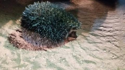 Southern African hedgehog