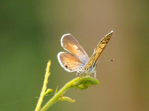 Azanus jesous Female