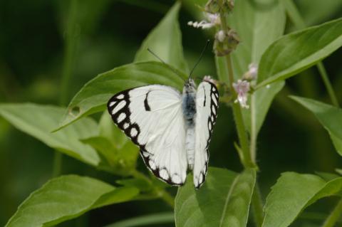 Belenois aurota Male