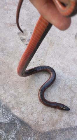 Bangweulu Swamp Snake