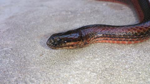 Bangweulu Swamp Snake