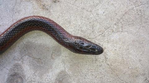 Bangweulu Swamp Snake