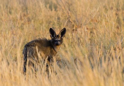 Bat-eared fox