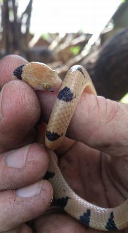 Beetz's Tiger Snake
