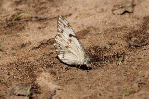 Belenois aurota