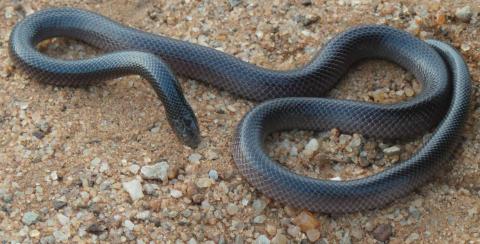 Bibron's Stiletto Snake