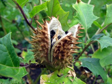 Datura stramonium