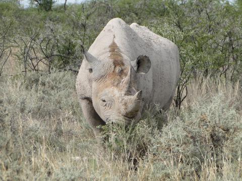 Black rhinoceros
