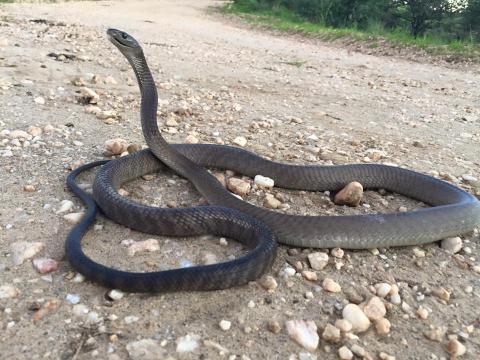 Black Mamba