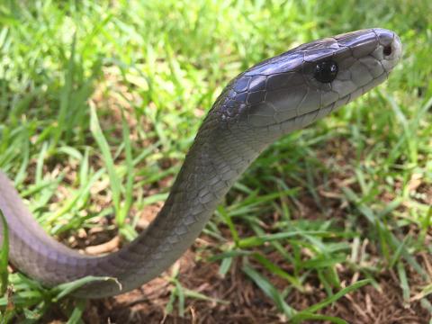 Black Mamba