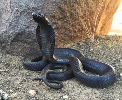 Black Spitting Cobra