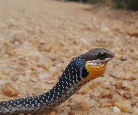 Common Boomslang - Juvenile