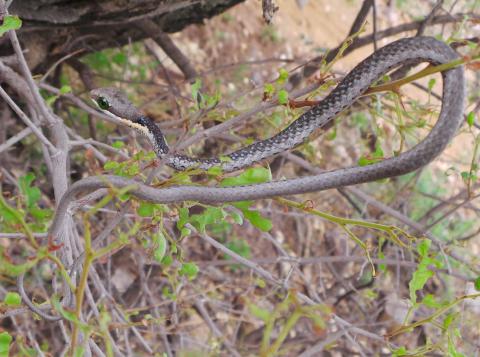Common Boomslang - Male