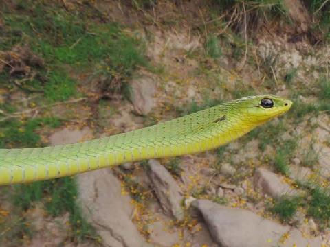 Common Boomslang - Female