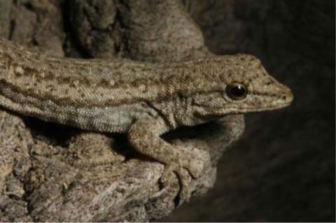 Gecko, Bradfield's Dwarf