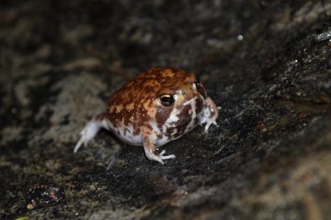 Rain Frog, Bushveld