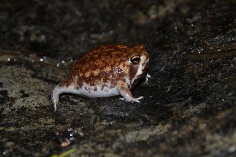 Rain Frog, Bushveld